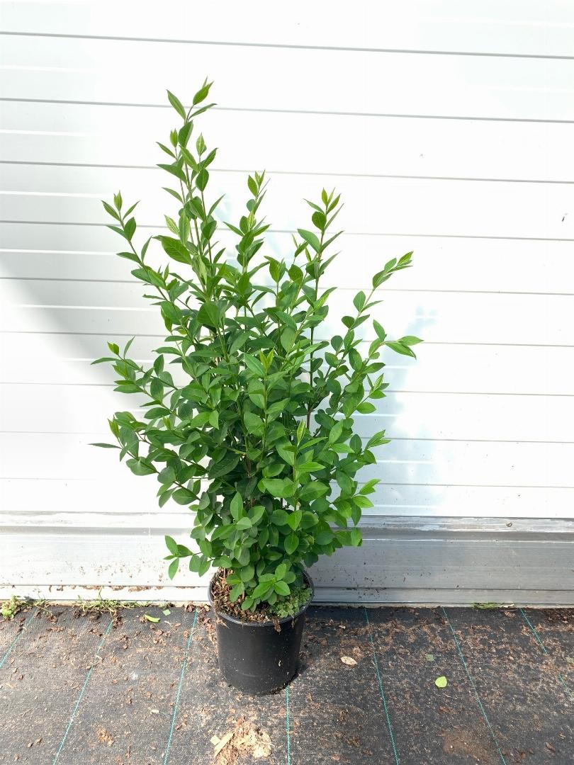 Ligustrum ovalifolium - 40-60, C2
