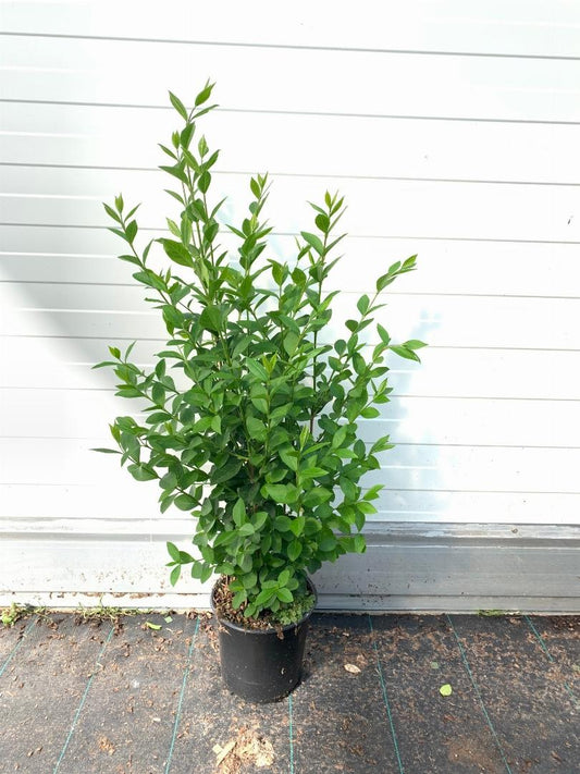 Ligustrum ovalifolium - 40-60, C2