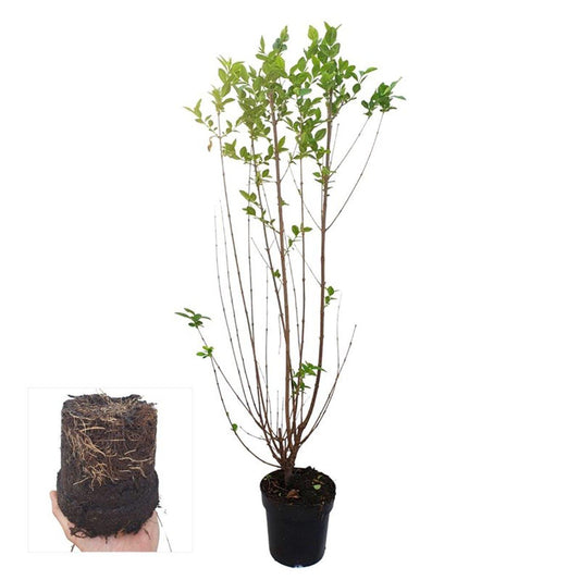 Ligustrum ovalifolium C5 100-125cm