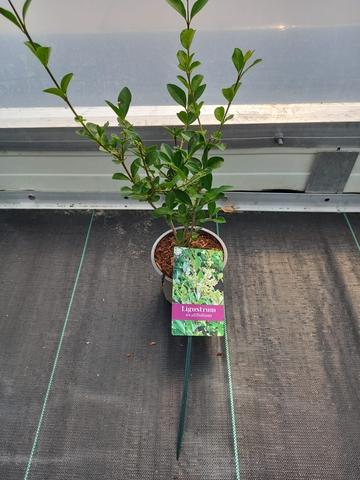 Ligustrum ovalifolium - 20+, P12
