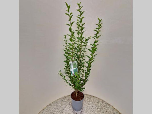 Ligustrum ovalifolium C2,5 80cm