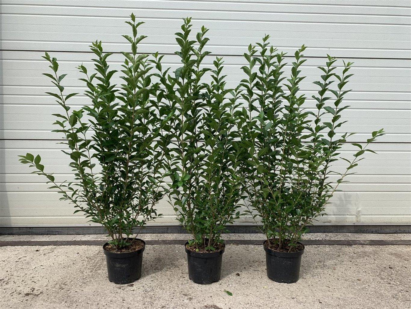 Ligustrum ovalifolium C2,5 60-80cm