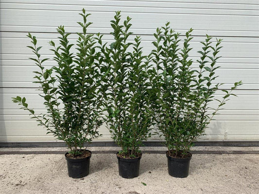Ligustrum ovalifolium C2,5 60-80cm