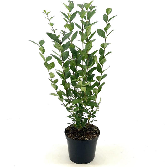 Ligustrum ovalifolium C2,5 40-60cm
