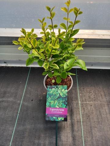Ligustrum ovalifolium Aureum - 20+, P12