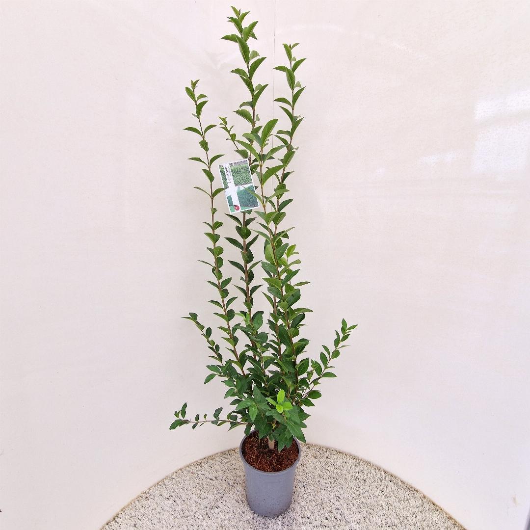 Ligustrum ovalifolium C5 125cm