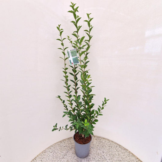 Ligustrum ovalifolium C5 125cm