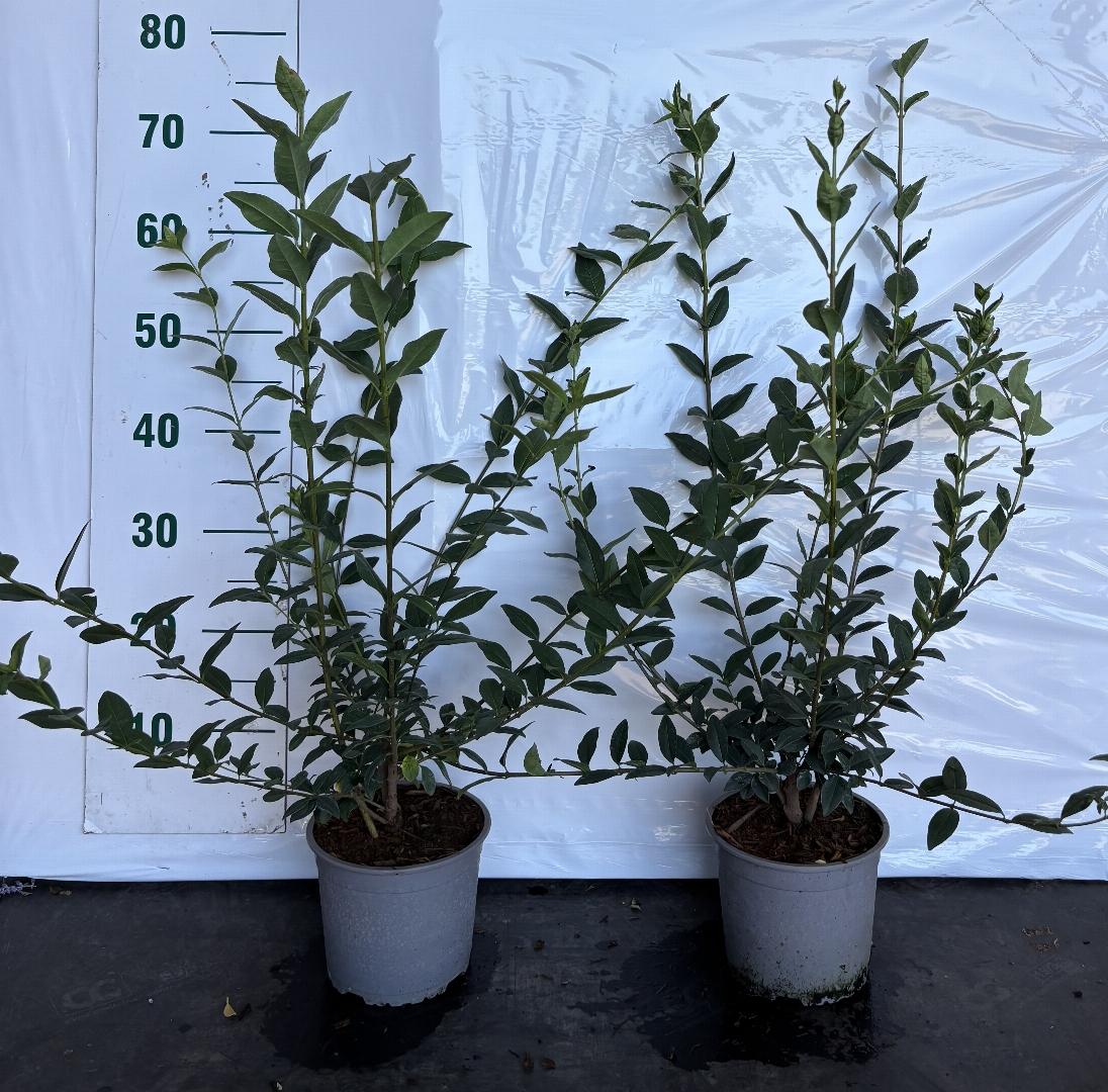 Ligustrum vulgare C2 60-80cm