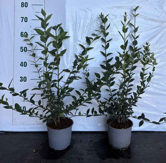 Ligustrum vulgare C2 60-80cm