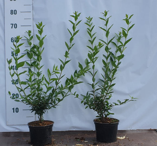 ligustrum vulgare C2 40-60cm