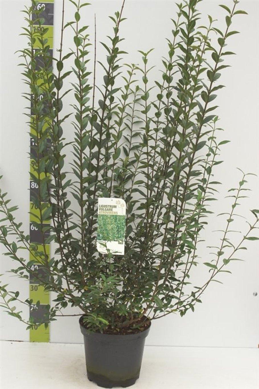 Ligustrum vulgare Atrovirens - 100-125, C7.5