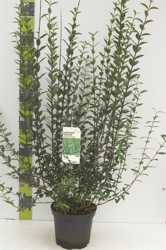 Ligustrum vulgare Atrovirens - 100-125, C7.5