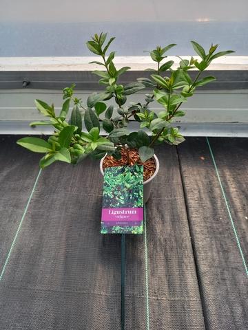 Ligustrum vulgare Atrovirens - 20+, P12