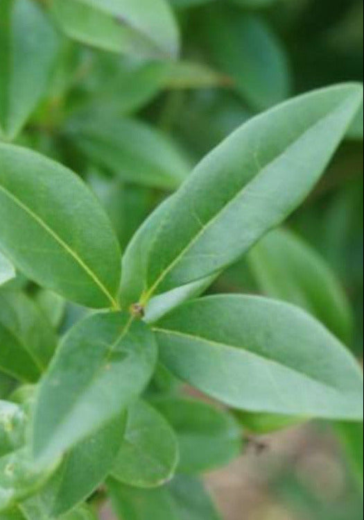 Ligustrum vulgare 'Atrovirens' - Ligusterhaag blote wortel