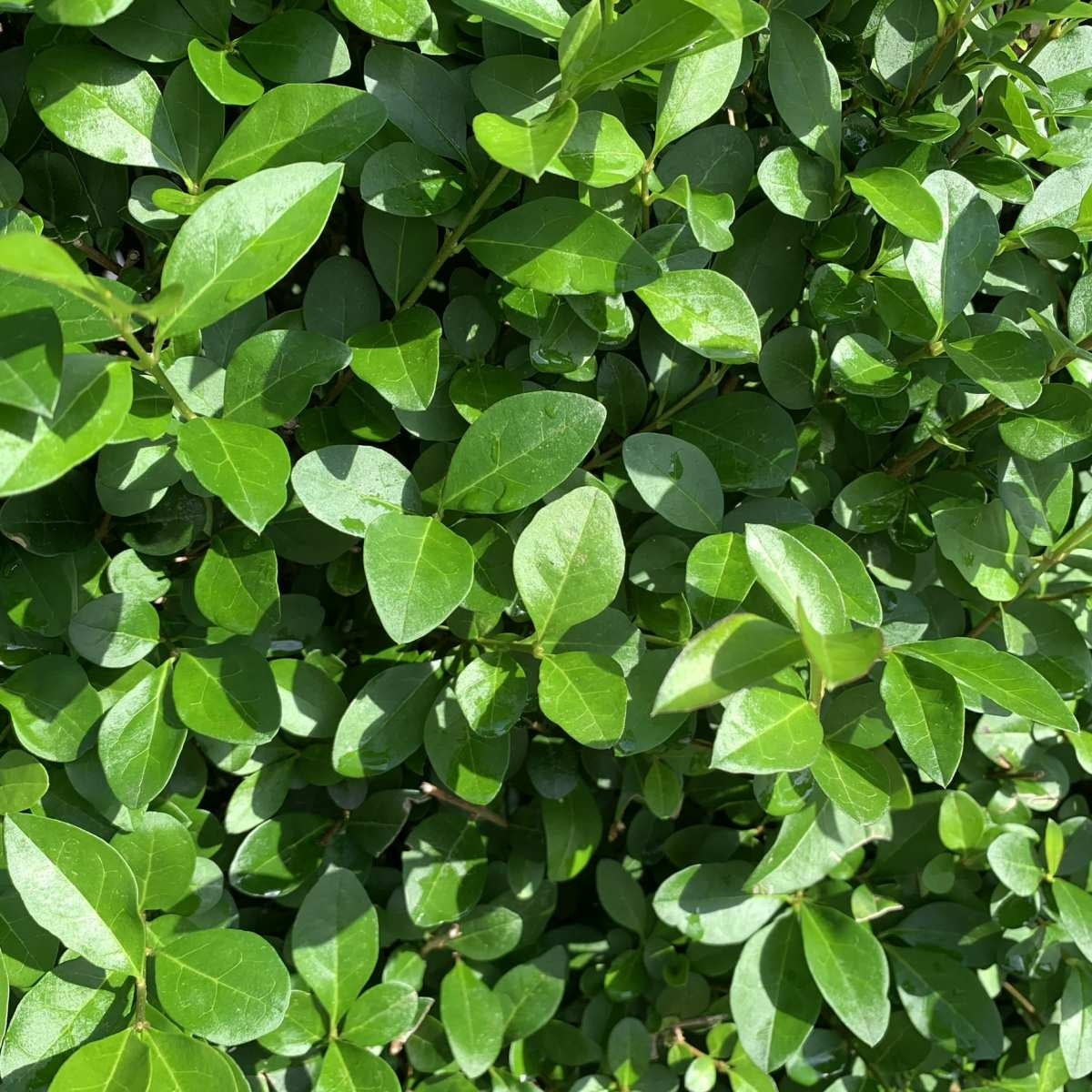 Ligustrum vulgare 'Lodense' - Dwergliguster blote wortel