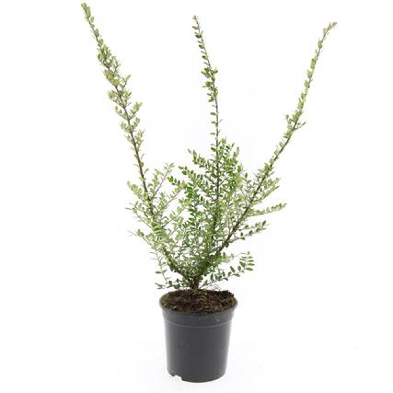 Lonicera nit. Elegant C1,5 30-40cm