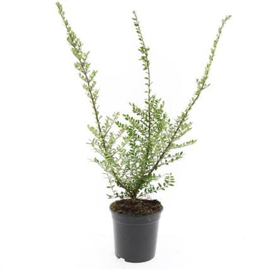 Lonicera nit. Elegant C1,5 30-40cm
