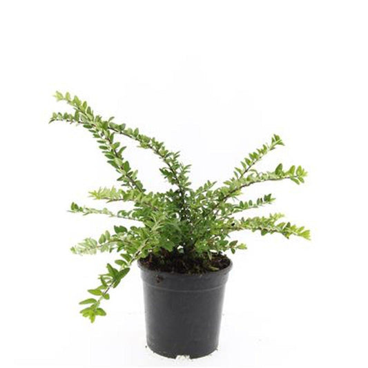 Lonicera nit. Maigrun C1,5 30-40cm