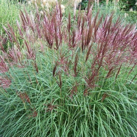 Miscanthus sinensis 'Ferner Osten' (Chineesriet) - Tuinplantenloods
