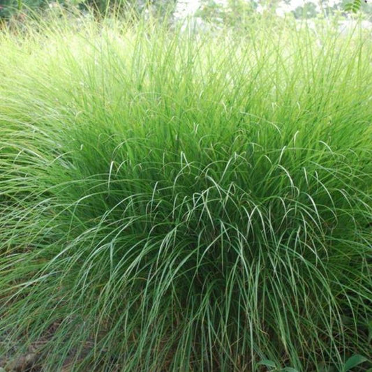 Miscanthus sinenis 'Gracillimus' - Tuinplantenloods