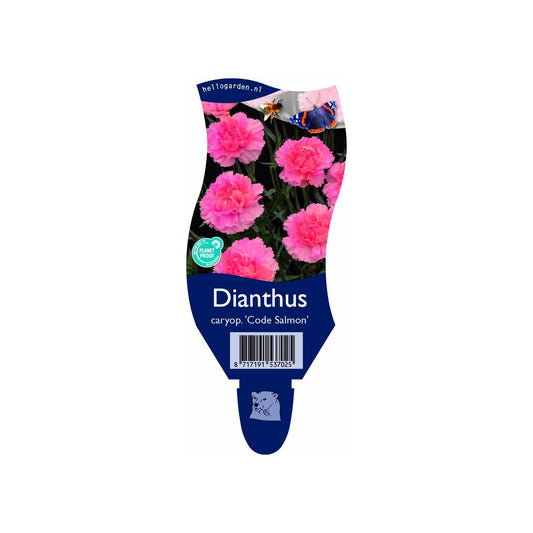 Dianthus Code Salmon - Zalmkleurige anjer