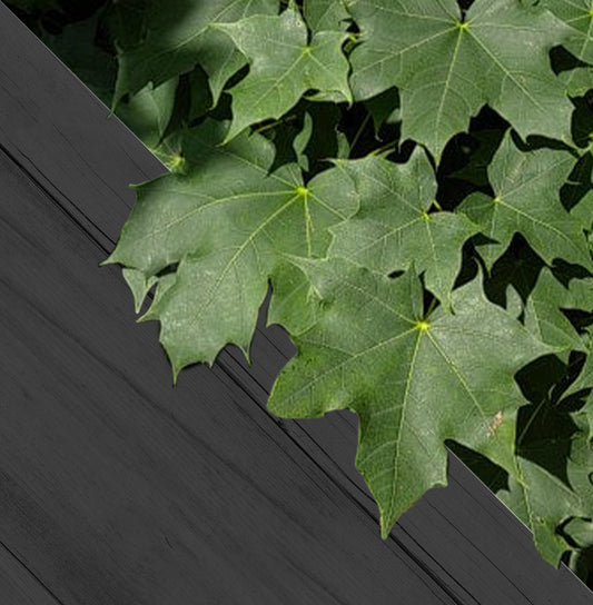 Acer platanoides blote wortel - Noorse Esdoorn 40-60cm 25 stuks