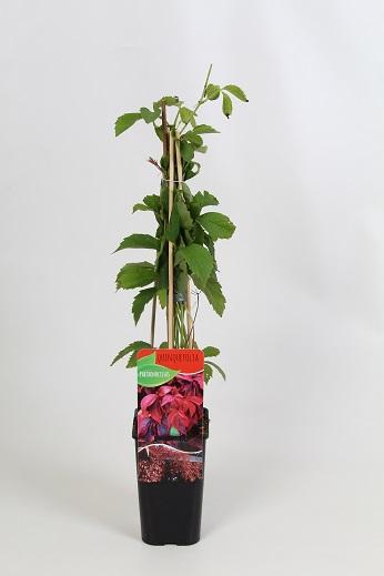 Parthenocissus 'Quinquefolia' 60cm, C1.7
