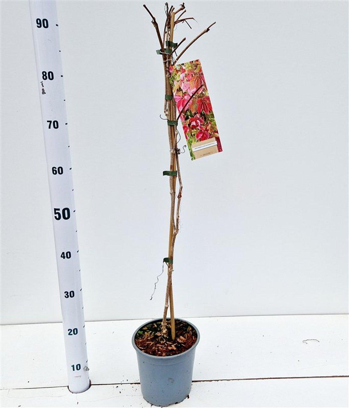 Parthenocissus quinquefolia - 70-80, C2RP, STOK