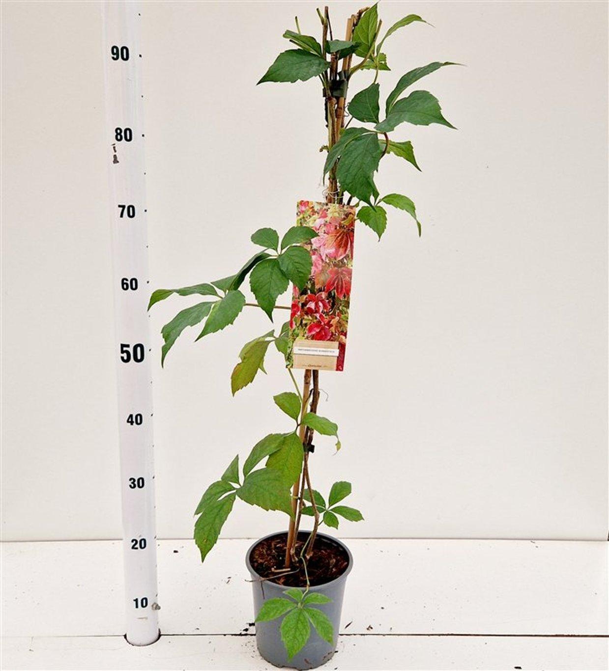 Parthenocissus quinquefolia engelmannii - 70-80, C2RP