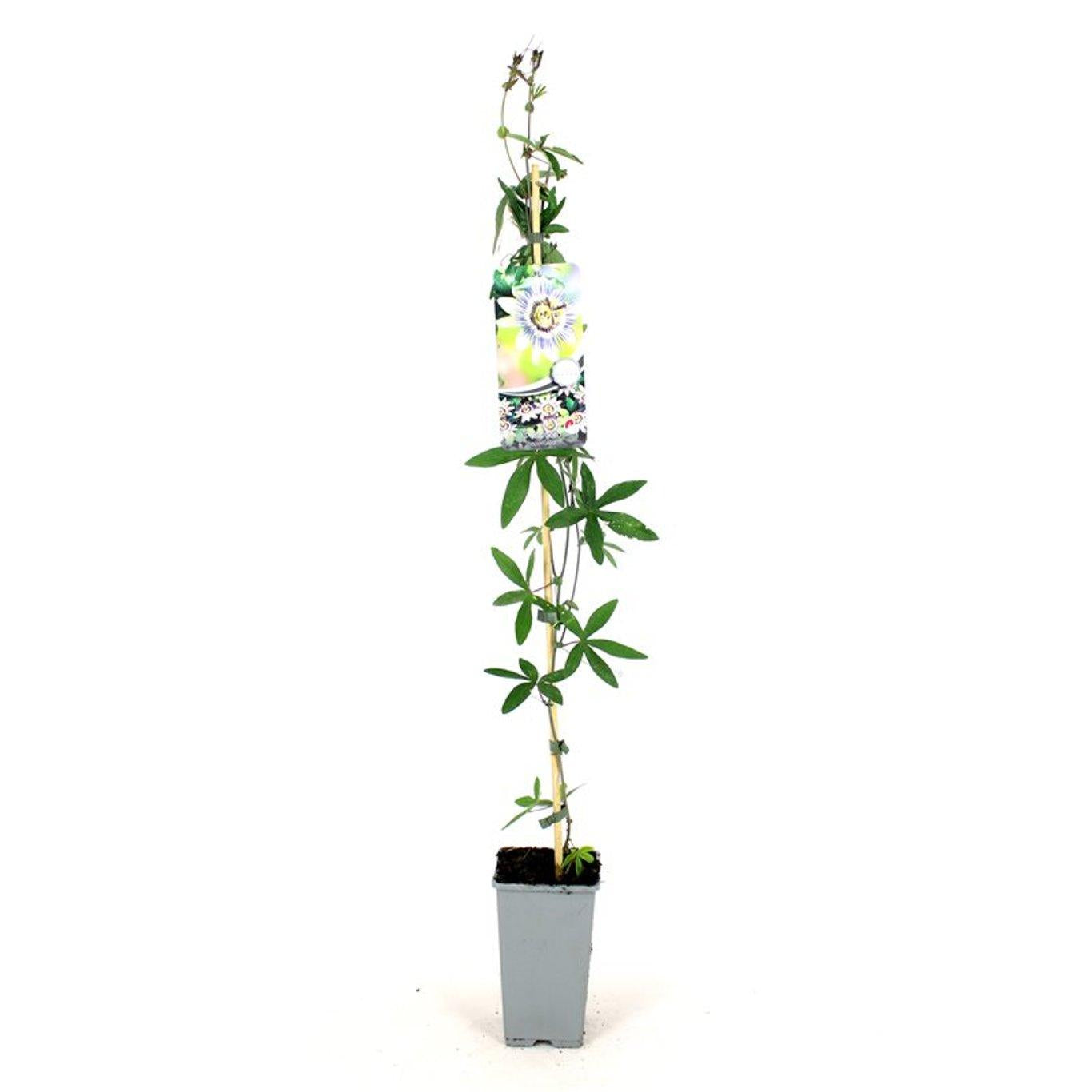 Passiflora caerulea - 80-100cm, C2, STOK