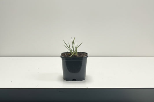 Pennisetum alopecuroides - Black Beauty p11