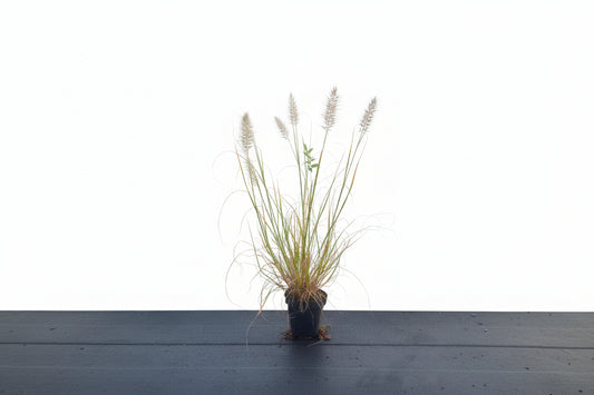 Pennisetum al. 'Hameln' P9
