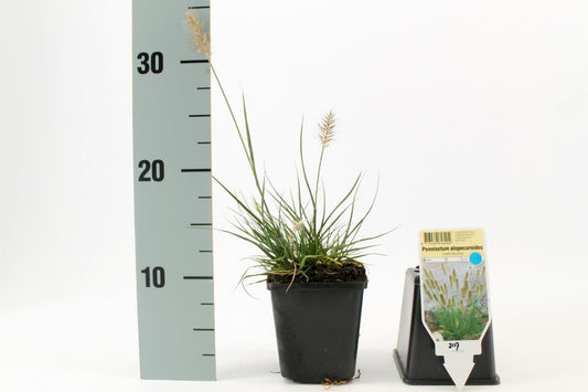 Pennisetum al. Little Bunny P9