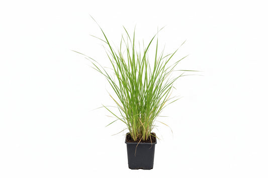 Pennisetum al. Moudry P9