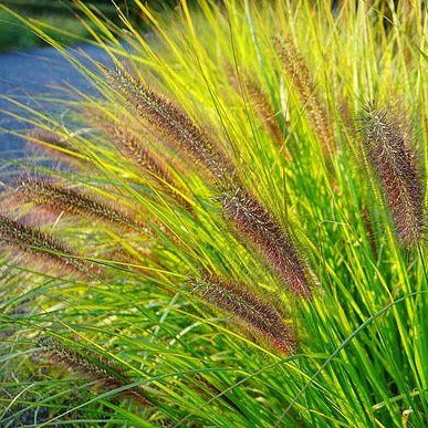 Pennisetum alopercoides Viridescens