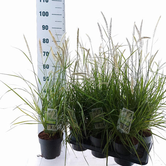 Pennisetum orientale Fairy Tails - 25-30, C2