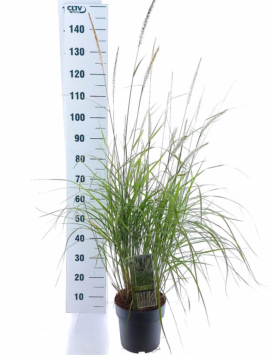 Pennisetum orientale Fairy Tails - 30-40, C6.5