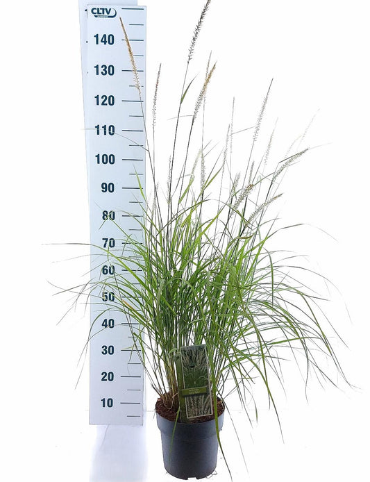 Pennisetum orientale Fairy Tails - 30-40, C6.5
