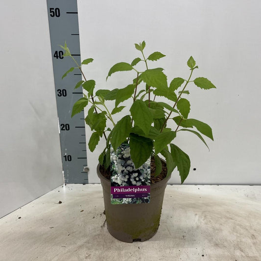 Philadelphus virginal C2 30-40cm