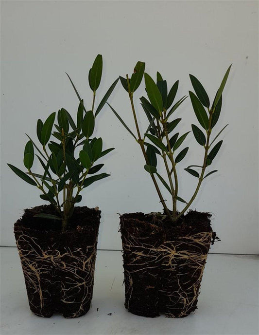 Phillyrea angustifolia P9
