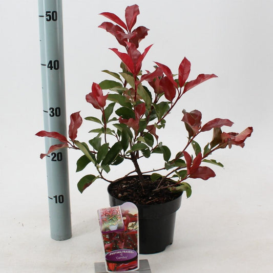 Photinia fraseri Camilvy - 25-30, C2
