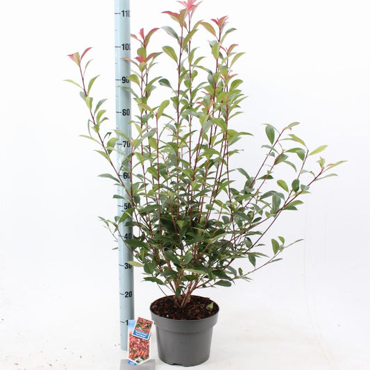 Photinia fraseri Carré Rouge - 60-70, C5