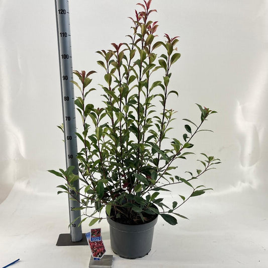 Photinia fraseri Carré Rouge - 40-60, C10