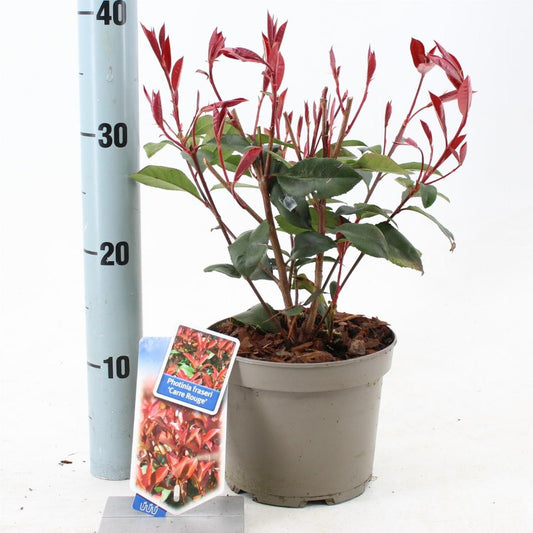 Photinia fraseri Carré Rouge - 25-30, C2