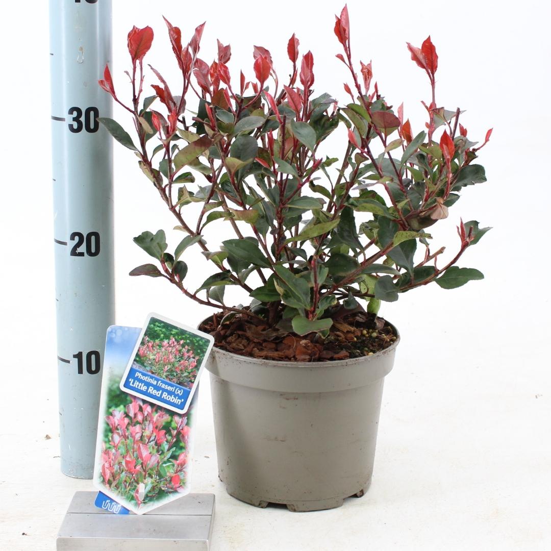 Photinia fraseri Little Red Robin - 20-25, C2