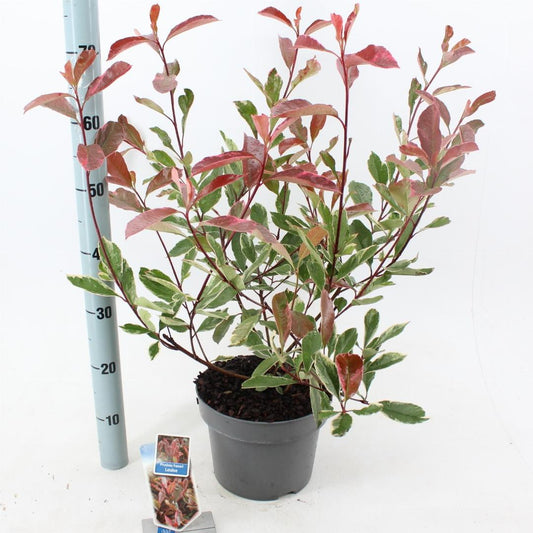 Photinia fraseri Louise - 60-70, C5