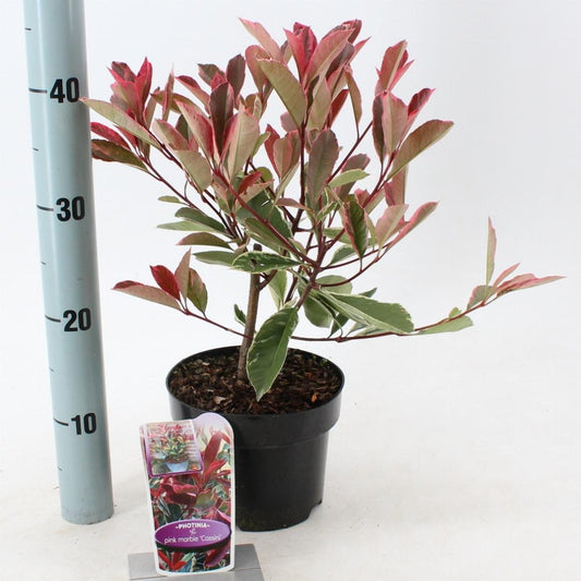Photinia fraseri Pink Marble - 25-30, C2