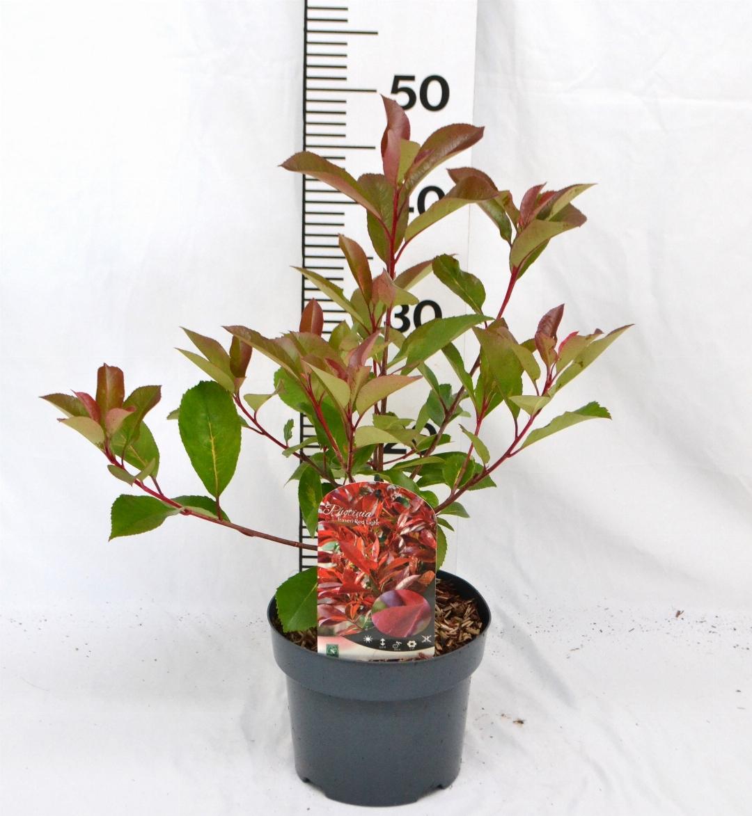Photinia fraseri Red Light C3