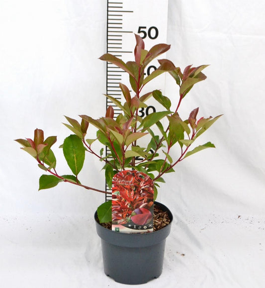 Photinia fraseri Red Light C3