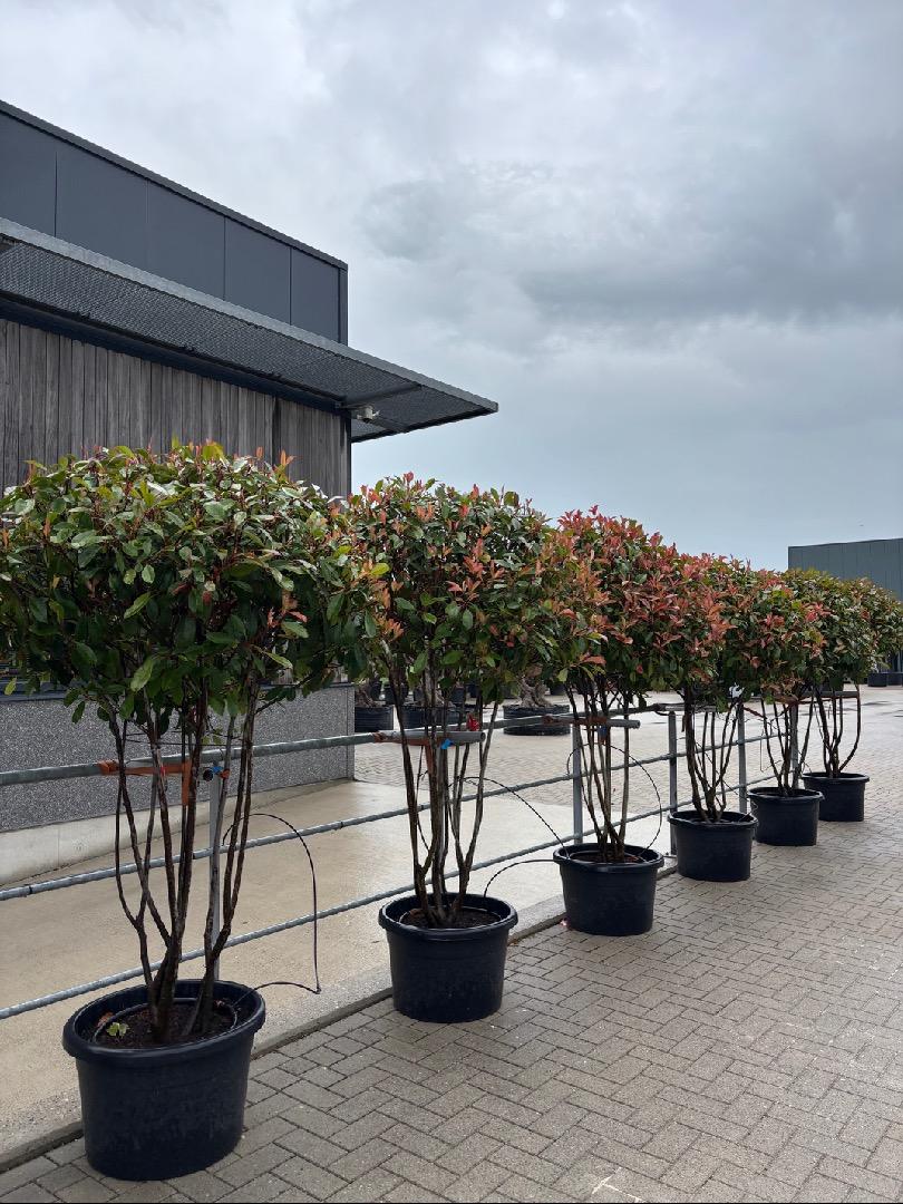 HUUR: Photinia fraseri 'Red Robin' - Glansmispel MEERSTAMMIG 175-200cm